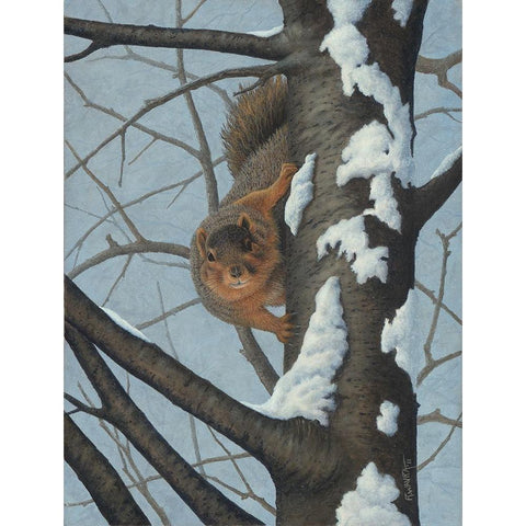 Whats Going On - Fox Squirrel White Modern Wood Framed Art Print by Wavra, Robert