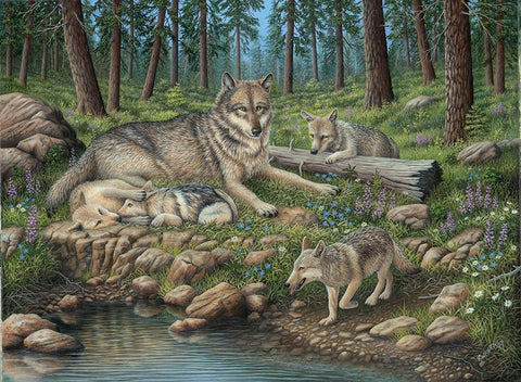 Grey Wolf Mother And Pups White Modern Wood Framed Art Print with Double Matting by Wavra, Robert