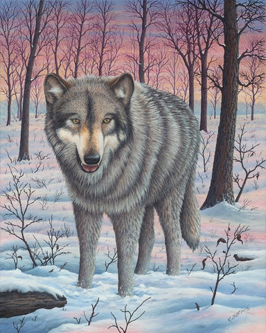 Lone Wolf White Modern Wood Framed Art Print with Double Matting by Wavra, Robert