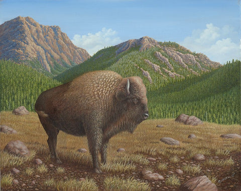 Bison White Modern Wood Framed Art Print with Double Matting by Wavra, Robert