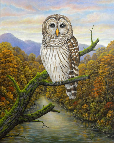 Barred Owl White Modern Wood Framed Art Print with Double Matting by Wavra, Robert