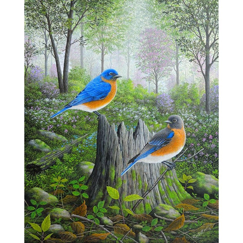 Spring Bluebirds White Modern Wood Framed Art Print by Wavra, Robert