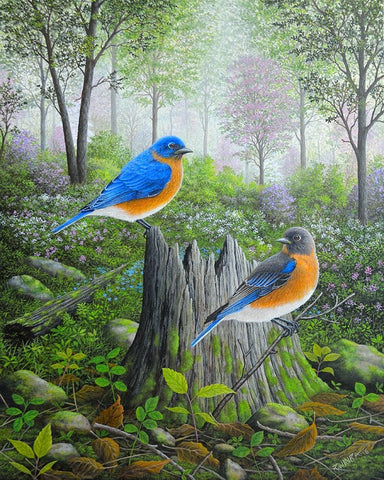 Spring Bluebirds White Modern Wood Framed Art Print with Double Matting by Wavra, Robert