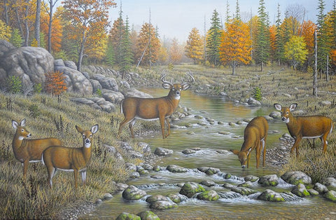 Autumn Whitetails Black Ornate Wood Framed Art Print with Double Matting by Wavra, Robert