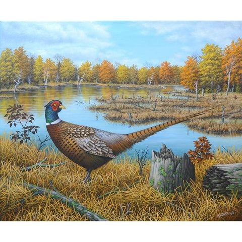 Ring-necked Pheasant Black Modern Wood Framed Art Print by Wavra, Robert