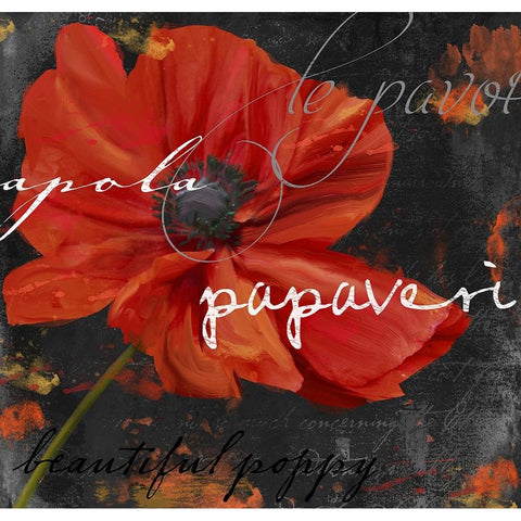 Le Pavot V Black Modern Wood Framed Art Print by Sasha