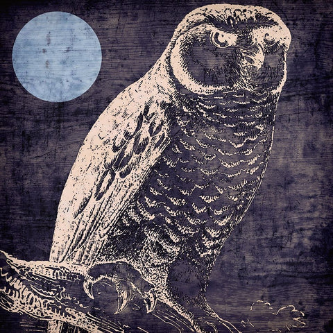 Owl 1 Black Ornate Wood Framed Art Print with Double Matting by Sasha
