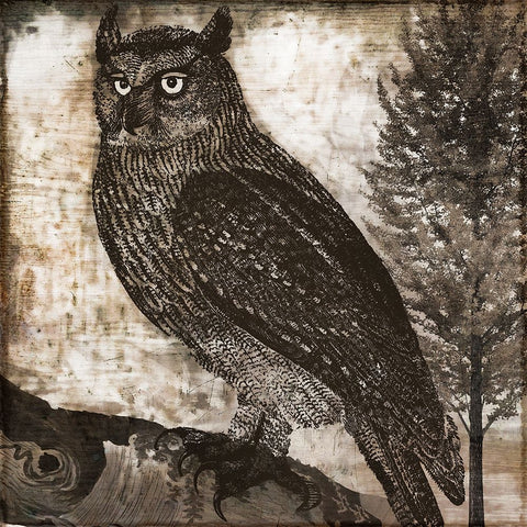Owl 2 Black Ornate Wood Framed Art Print with Double Matting by Sasha