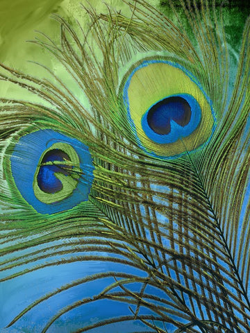 Peacock Candy I White Modern Wood Framed Art Print with Double Matting by Sasha