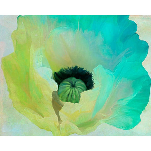 Poppy Gradient I Black Modern Wood Framed Art Print with Double Matting by Sasha