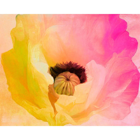 Poppy Gradient II White Modern Wood Framed Art Print by Sasha