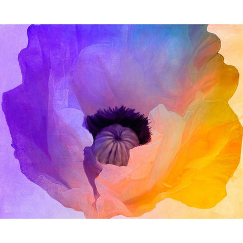 Poppy Gradient III Black Modern Wood Framed Art Print with Double Matting by Sasha