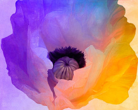 Poppy Gradient III White Modern Wood Framed Art Print with Double Matting by Sasha