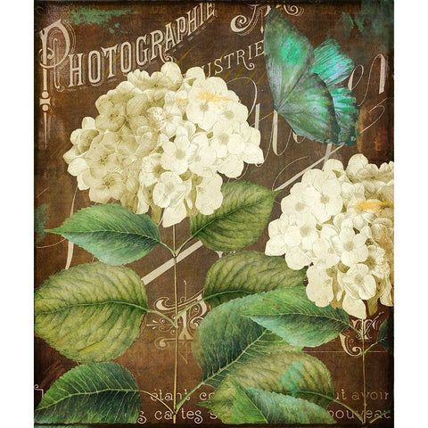 Alabaster Hydrangea Black Modern Wood Framed Art Print with Double Matting by Sasha