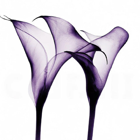 Purple Calla One White Modern Wood Framed Art Print by Sasha