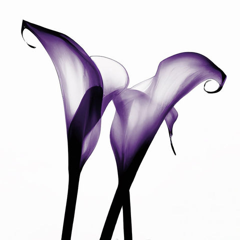 Purple Calla Two White Modern Wood Framed Art Print with Double Matting by Sasha