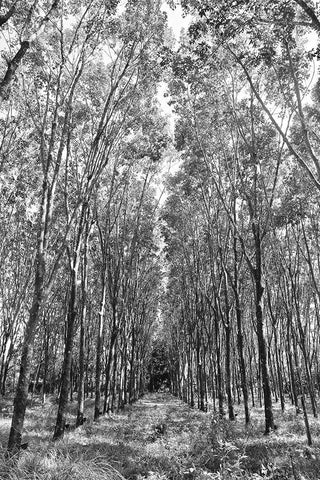 Through The Trees Black Ornate Wood Framed Art Print with Double Matting by Susan Vizvary Photography