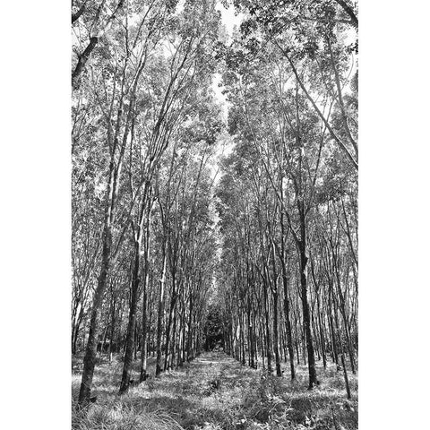 Through The Trees Black Modern Wood Framed Art Print with Double Matting by Susan Vizvary Photography