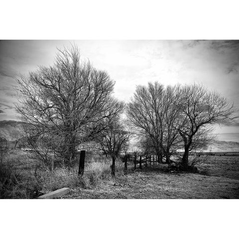 Trees Near A Fence Black Modern Wood Framed Art Print with Double Matting by Susan Vizvary Photography