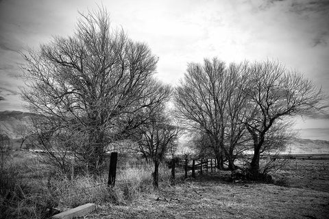 Trees Near A Fence Black Ornate Wood Framed Art Print with Double Matting by Susan Vizvary Photography