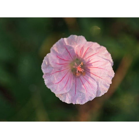 Geranium Sanguineum Gold Ornate Wood Framed Art Print with Double Matting by Bonin, Suzanne