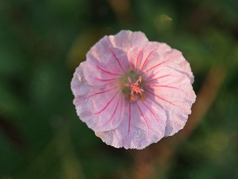 Geranium Sanguineum White Modern Wood Framed Art Print with Double Matting by Bonin, Suzanne