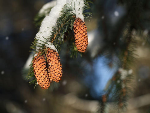 Cocottes White Modern Wood Framed Art Print with Double Matting by Bonin, Suzanne