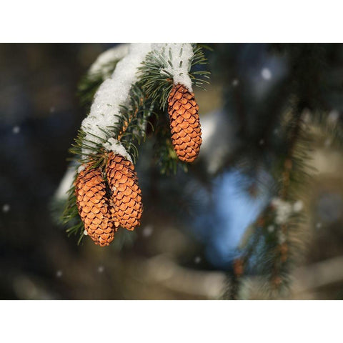 Cocottes Black Modern Wood Framed Art Print with Double Matting by Bonin, Suzanne