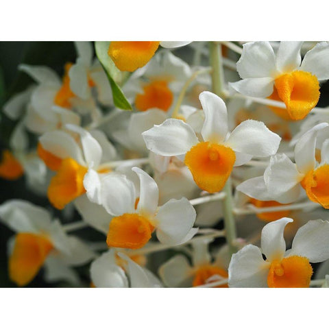 Dendrobium Thyrsiflorum Gold Ornate Wood Framed Art Print with Double Matting by Bonin, Suzanne