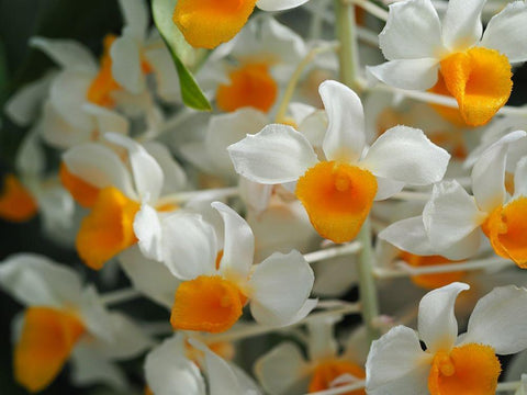 Dendrobium Thyrsiflorum White Modern Wood Framed Art Print with Double Matting by Bonin, Suzanne
