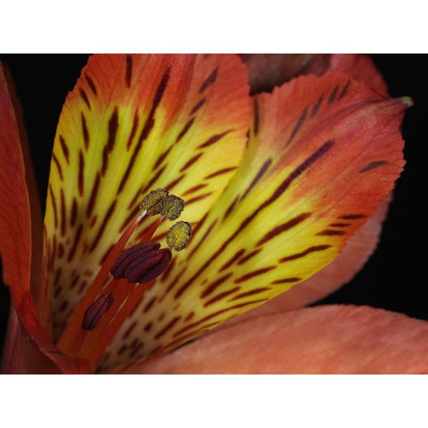 Lily Of The Incas Gold Ornate Wood Framed Art Print with Double Matting by Bonin, Suzanne