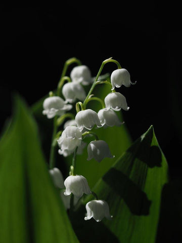 Lily Of The Valley Black Ornate Wood Framed Art Print with Double Matting by Bonin, Suzanne