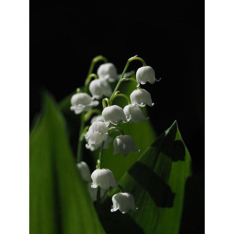 Lily Of The Valley Black Modern Wood Framed Art Print by Bonin, Suzanne