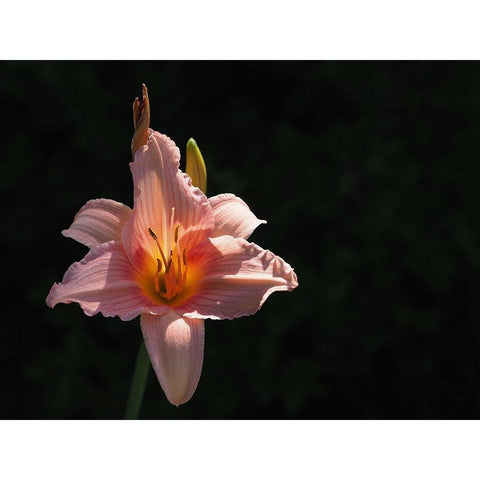 Daylily Gold Ornate Wood Framed Art Print with Double Matting by Bonin, Suzanne