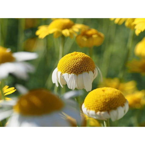 Field of Chamomile Flowers Black Modern Wood Framed Art Print with Double Matting by Bonin, Suzanne