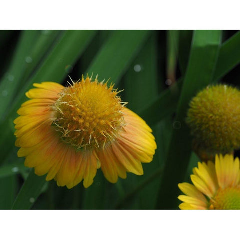 Gaillardia Black Modern Wood Framed Art Print with Double Matting by Bonin, Suzanne