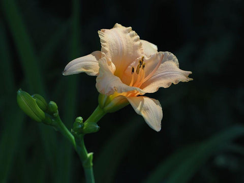 Peach Daylily White Modern Wood Framed Art Print with Double Matting by Bonin, Suzanne