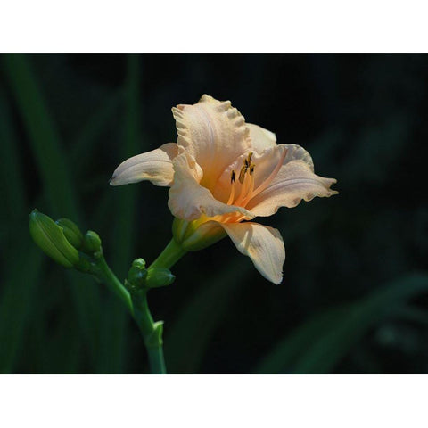 Peach Daylily Black Modern Wood Framed Art Print with Double Matting by Bonin, Suzanne