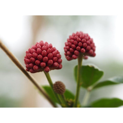 Powder Puff Buds Black Modern Wood Framed Art Print by Bonin, Suzanne