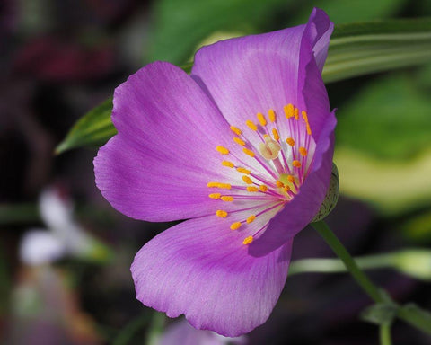 Pussy Paw White Modern Wood Framed Art Print with Double Matting by Bonin, Suzanne