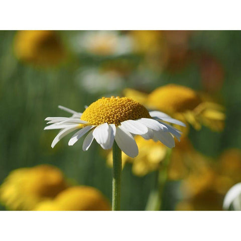 White Chamomile Black Modern Wood Framed Art Print with Double Matting by Bonin, Suzanne
