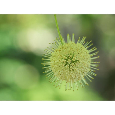 Cephalanthus Occidentalis White Modern Wood Framed Art Print by Bonin, Suzanne