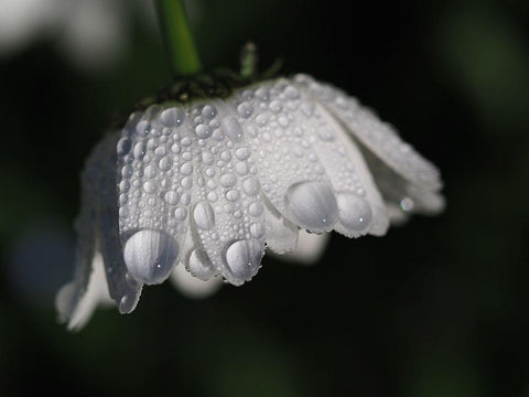 Daisy With Droplets White Modern Wood Framed Art Print with Double Matting by Bonin, Suzanne