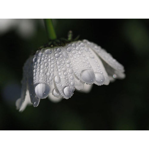 Daisy With Droplets Black Modern Wood Framed Art Print with Double Matting by Bonin, Suzanne