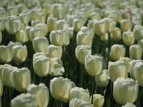 Field Of White Tulips White Modern Wood Framed Art Print with Double Matting by Bonin, Suzanne
