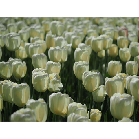 Field Of White Tulips Black Modern Wood Framed Art Print with Double Matting by Bonin, Suzanne