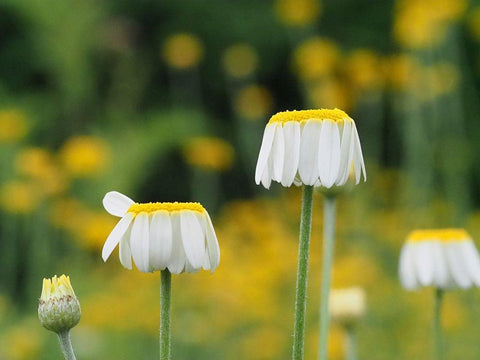 Lawn Daisies White Modern Wood Framed Art Print with Double Matting by Bonin, Suzanne