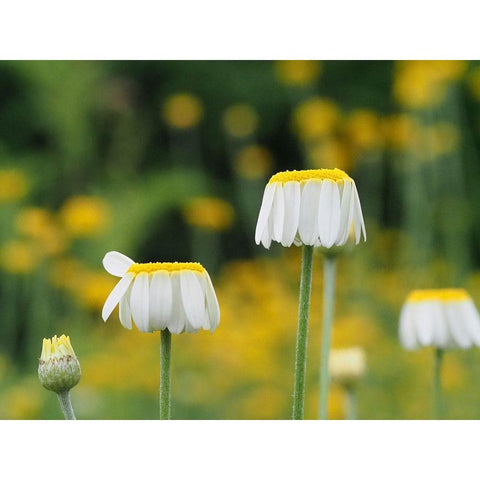 Lawn Daisies Black Modern Wood Framed Art Print by Bonin, Suzanne
