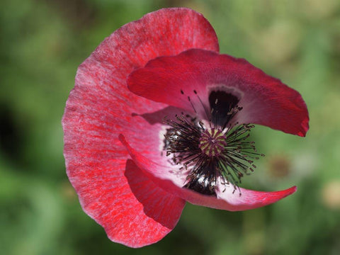 Opium Poppy White Modern Wood Framed Art Print with Double Matting by Bonin, Suzanne