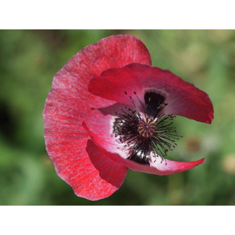 Opium Poppy Black Modern Wood Framed Art Print by Bonin, Suzanne
